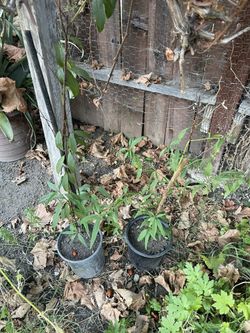 Peaches Plant