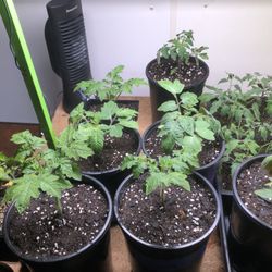 San Marzano Tomato Plants. 1 gallons pots 