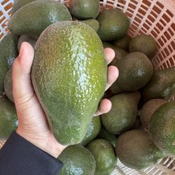 Avocados For Sell $3 (Big Size) 