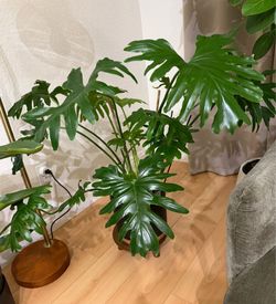 Large Healthy Philodendron – Beautiful Indoor Plant