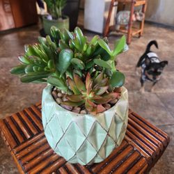 Live Succulent Arrangement In New Ceramic Pot With Colorful Rocks