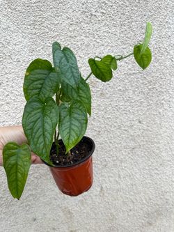 Monstera Siltipecana plant
