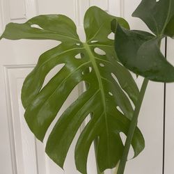 Beautiful Monstera Deliciosa Top Plant CUTTING- Active Root