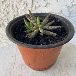 4 Inch Pot Succulent Plant - Kalanchoe Serrata Mannoni & Boiteau - Magic Tower - Rooted & Established Plant - Drought Resistant - 🪴