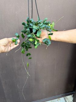 4” hoya rotundiflora