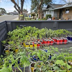 Plant Sale,  First Of Season!!!!