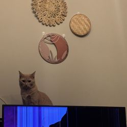 Free Flatscreen TV With Broken Screen For Parts!