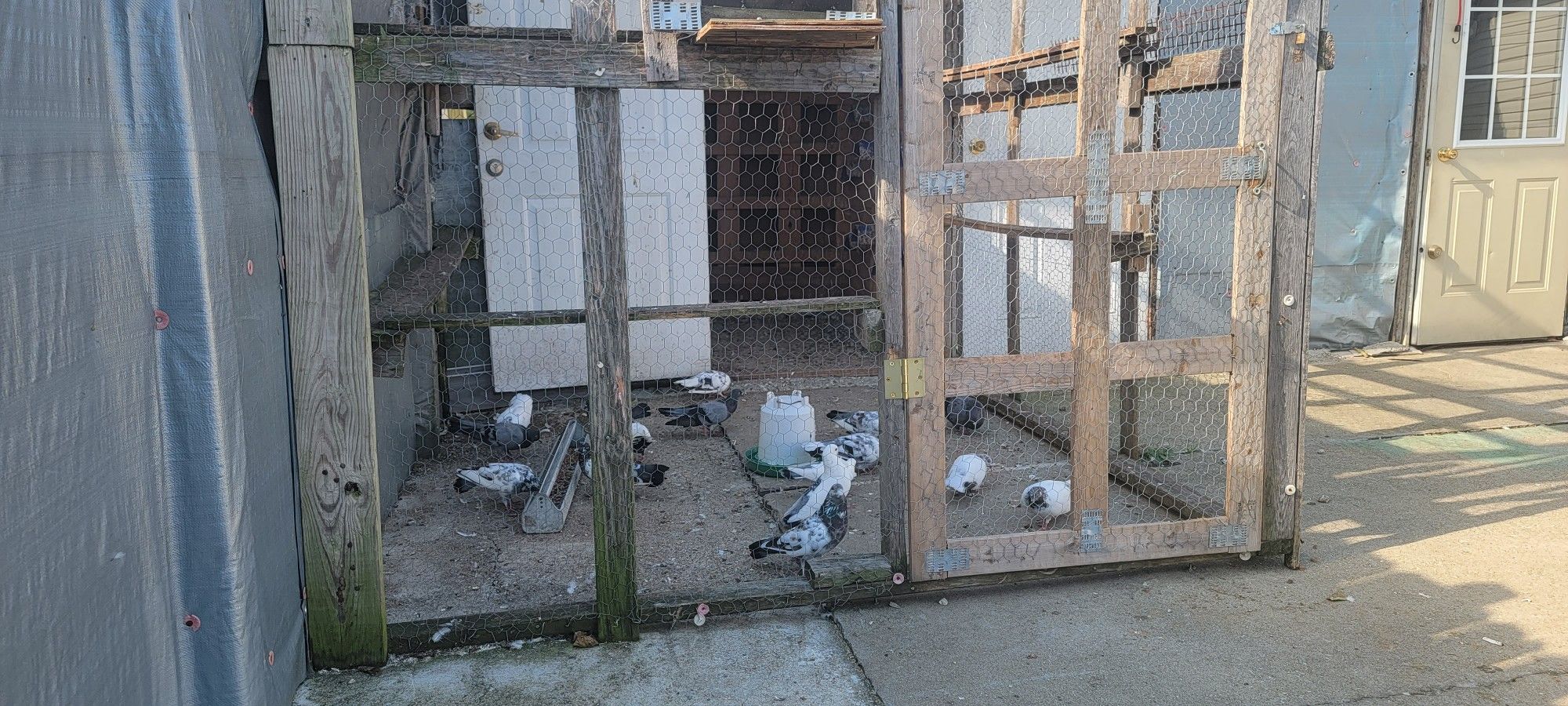 Pigeons