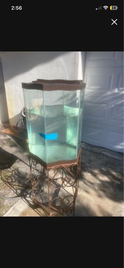 38 gallon fish tank