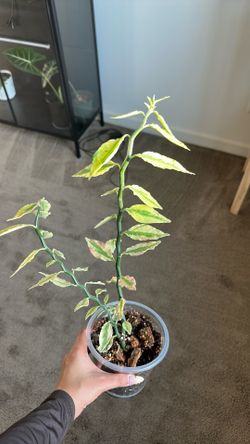 Plant