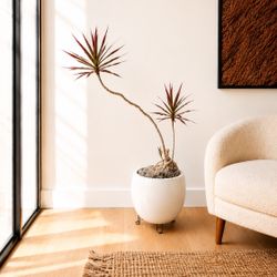 Sculptural Tall Dracaena Marginata Characteristic Dragon Tree Mature Live Houseplant Natural Plant 
