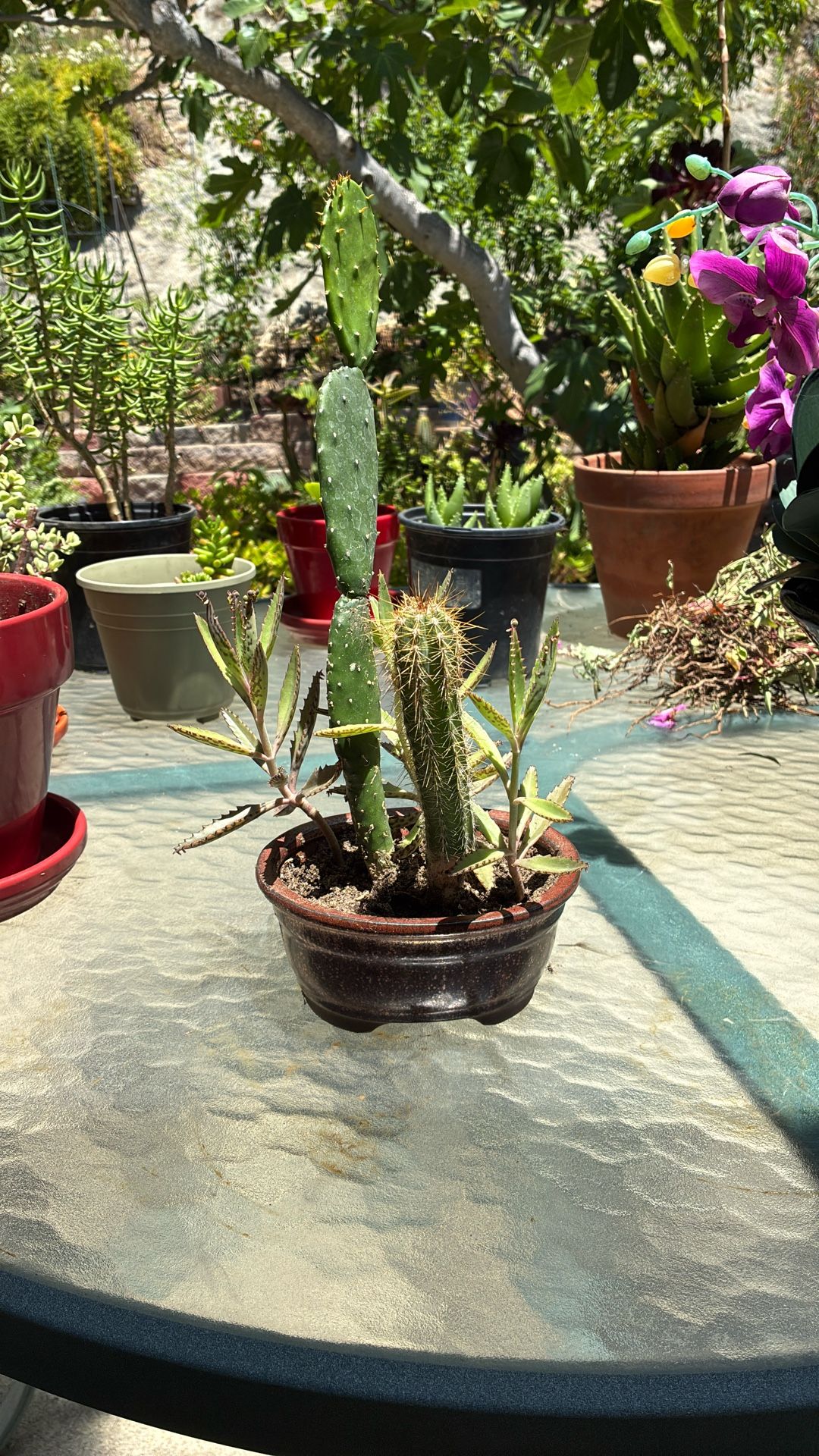 Small Bonsai Pot With Succulents. Cactus Is About 12 Inches Tall