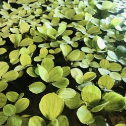 Aquarium Plants