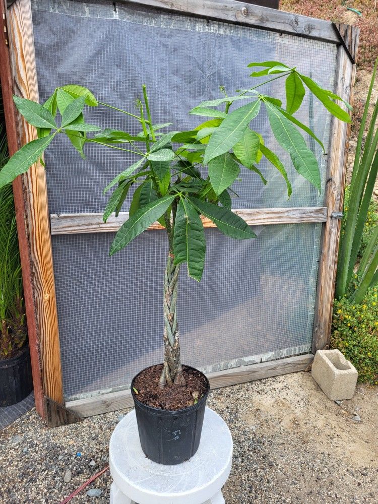 Money Tree Plant 10" Pot 3.9ft Tall