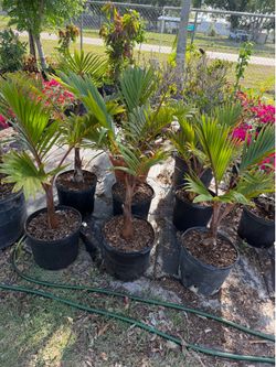 5 gallon bottle palms
