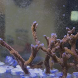 Montipora digitata