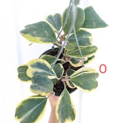 Uncommon Plant: Hoya Kerii Variegated 6" Pot - Indoor House Plants