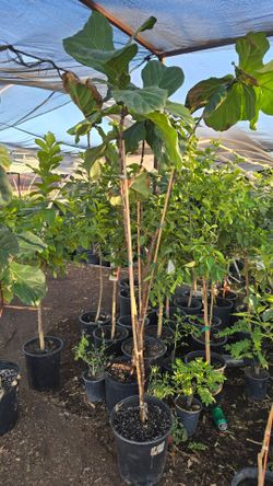 Ficus lyrata