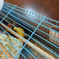 Bird Cage 