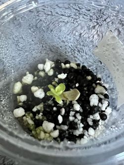 Pinguicula Ehlersiae