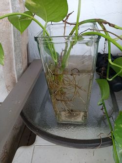 Rooted Golden Pothos Vines $5 each - Deltona, Fl Pickup