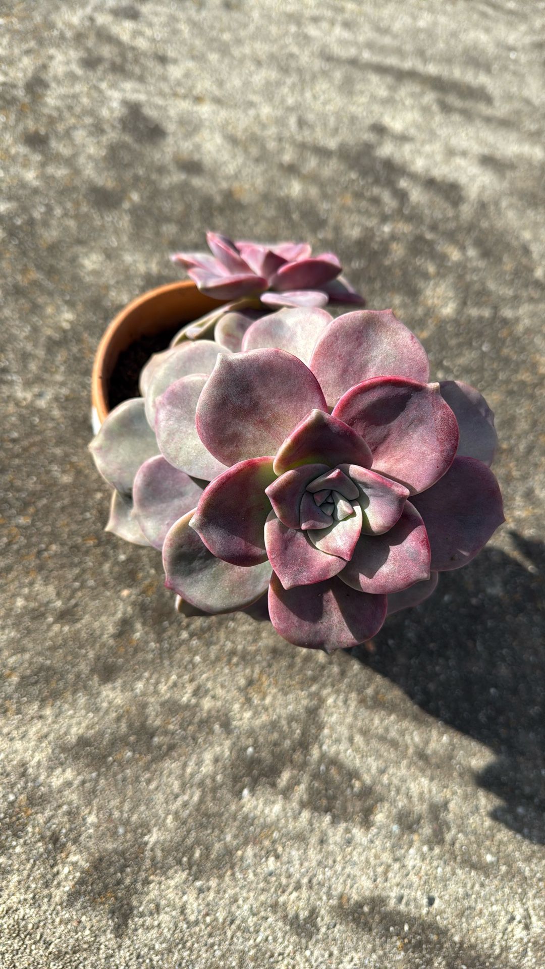 Succulent Plant 5” Pot