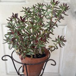 10 inch  succulent Plant