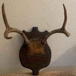 Antique Mounted Antlers On Wood 