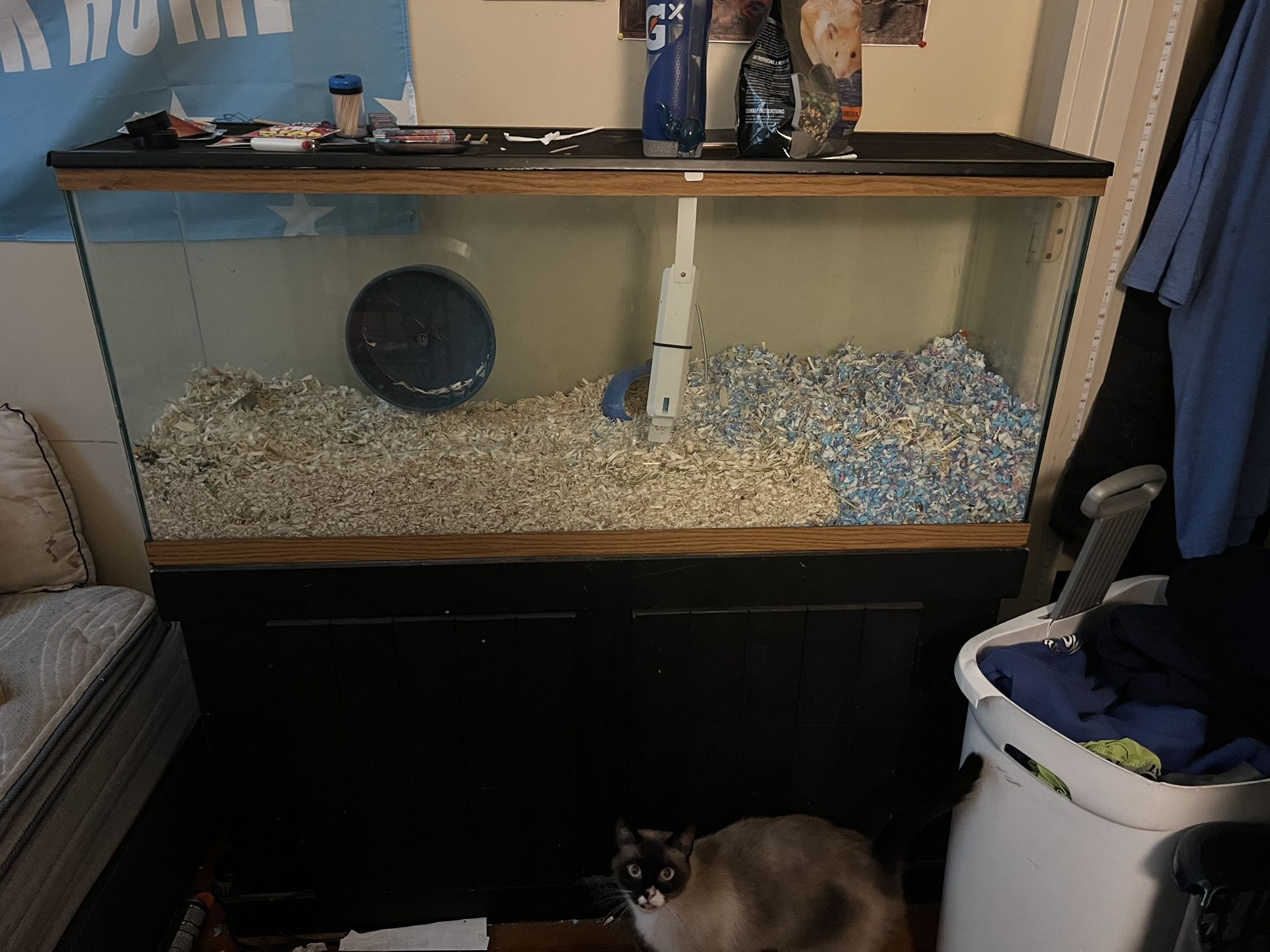 Big Fish Tank