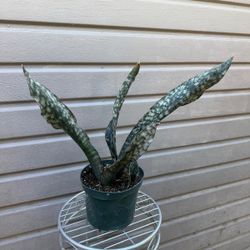 8” sansiveria coppertone