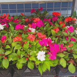 Impatiens !ANNUALS!