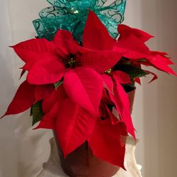 Poinsettia Arrangement In 10" Designer Pot