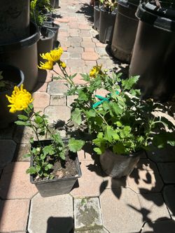 Yellow chrysanthemum flower plant