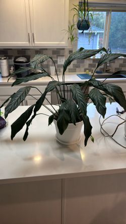 Healthy House Plant In White 7.5 Pot