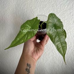 Starter plant - Rare Alocasia Dragon’s 🐲 Breath (Indoor Live Plant)