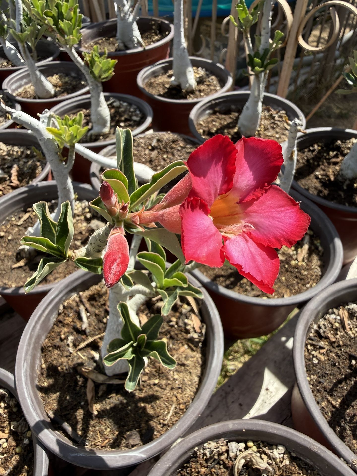 Desert Roses Pink