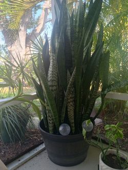 Lady Finger Plant (6 Foot)
