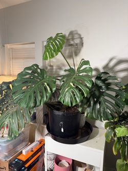 HUGE Mature Monstera Thai Constellation – XL Variegated Statement Plant 🌿
