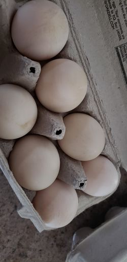 Fresh chicken and duck eggs