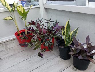 Real Plants All For 20, UCF Area