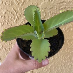 Kalanchoe pinnata - Mother Of Thousands 🪴