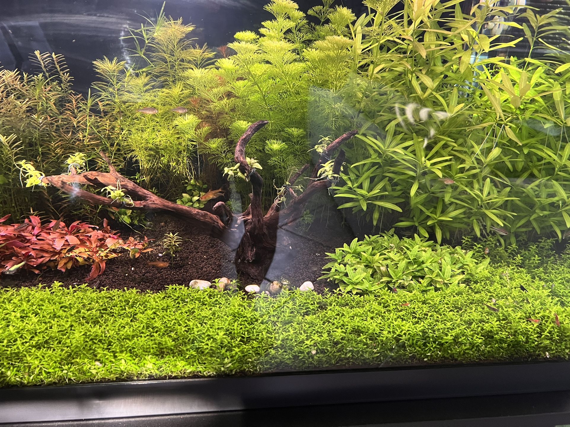 Fish tank freshwater aquarium plants