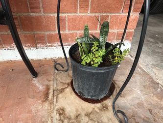 Snake Plant Succulent Mixed Plants