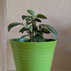 Healthy Beautiful Indoor Plant(Peperomia)