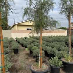 California Pepper Trees – 25 Gallon Pot