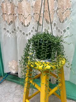 String of bananas