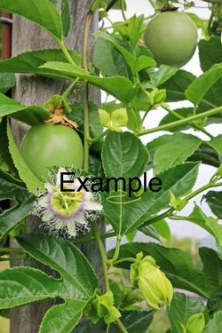 Passion Fruit  plant - /planta de Passiflora