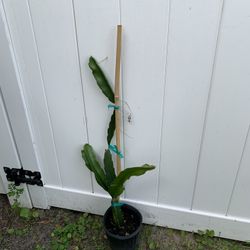 Dragon Fruit Plant (2-3 Ft Tall) White Flesh