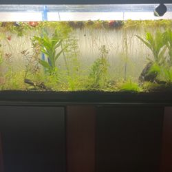 55 Gallon With Soil 
