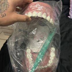 Giant Dental Model For Dental Care